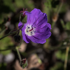 Geranium brycei