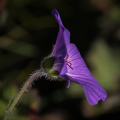 Geranium brycei