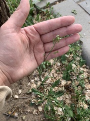 Capsella bursa-pastoris