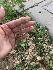 Capsella bursa-pastoris