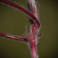 Geranium brycei