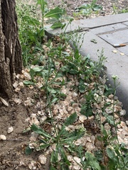 Capsella bursa-pastoris