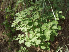 Marrubium leonuroides