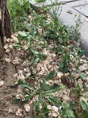 Capsella bursa-pastoris