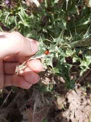 Coccinella septempunctata
