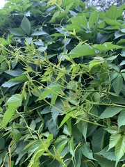 Parthenocissus inserta