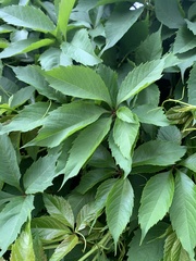 Parthenocissus inserta