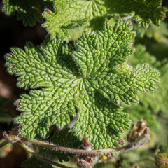 Geranium brycei