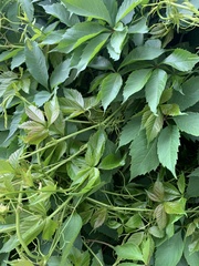 Parthenocissus inserta