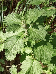 Marrubium leonuroides