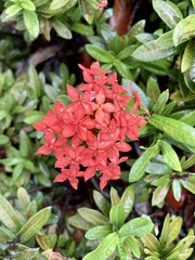 Ixora coccinea