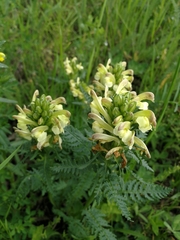 Scutellaria orientalis