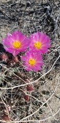 Micropuntia pulchella