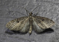 Eupithecia lariciata