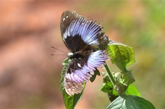 Hypolimnas salmacis salmacis