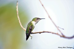 Mellisuga minima