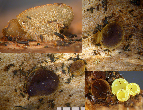 Ascobolus lignatilis image