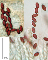 Ascobolus lignatilis image