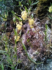Epidendrum tenuicaule