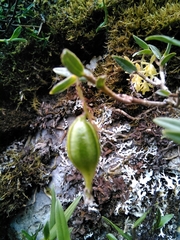 Epidendrum tenuicaule