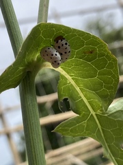 Tenthredo neobesa