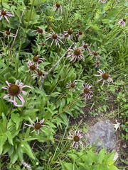 Echinacea laevigata