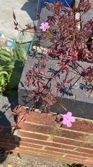 Geranium purpureum