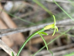 Scaevola ramosissima