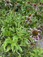 Echinacea laevigata