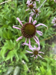 Echinacea laevigata