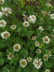 Trifolium repens