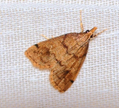 Tegostoma comparalis