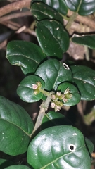 Danais microcarpa image