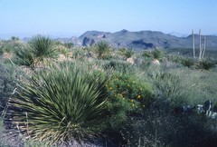 Dasylirion leiophyllum