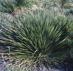 Dasylirion leiophyllum