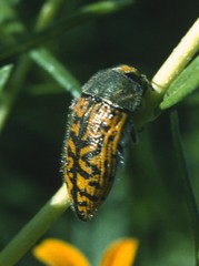 Acmaeodera auritincta