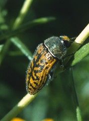 Acmaeodera auritincta