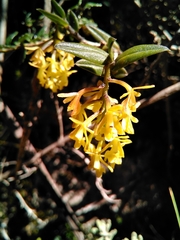Epidendrum tenuicaule