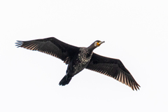 Phalacrocorax carbo