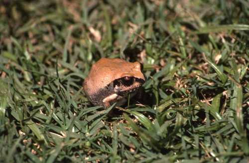 Arthroleptis stenodactylus