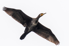 Phalacrocorax carbo