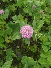 Trifolium pratense
