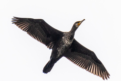 Phalacrocorax carbo