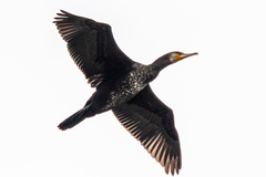 Phalacrocorax carbo