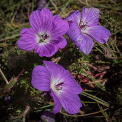Geranium multisectum