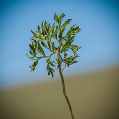 Geranium multisectum