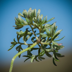 Geranium multisectum