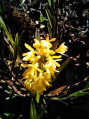 Epidendrum tenuicaule