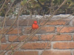Pyrocephalus rubinus
