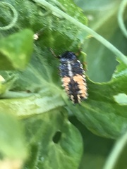 Harmonia axyridis